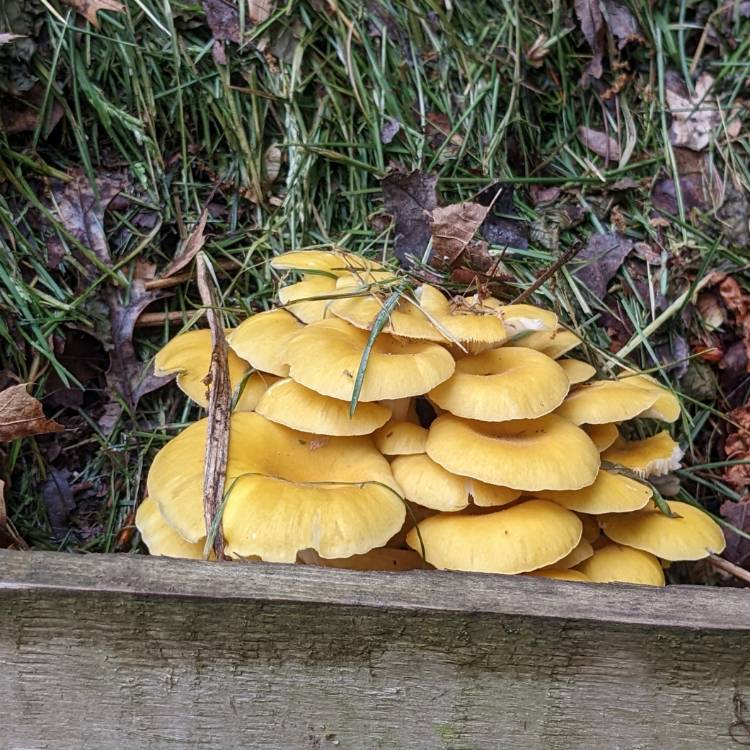 Plant image Pleurotus Ostreatus