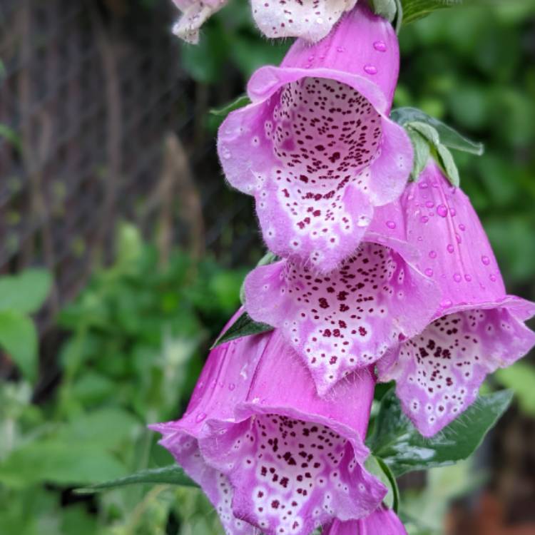 plant image 1593728 plant image 1593728