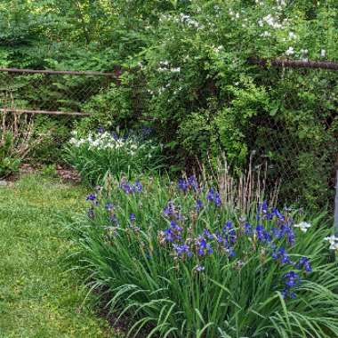 Erik's garden
