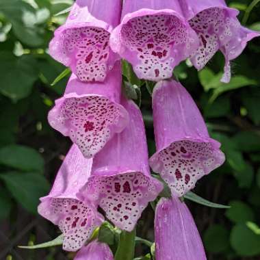 Foxglove