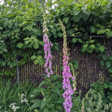 Foxglove
