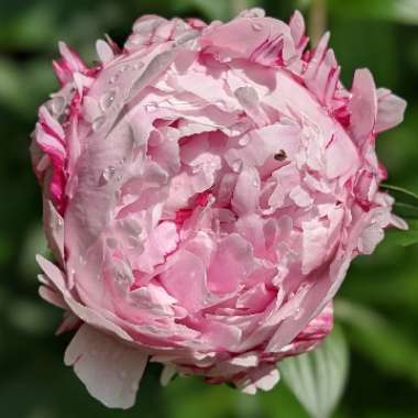 Peony