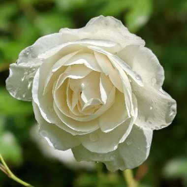 Rosa (Species)