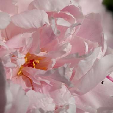 Peony