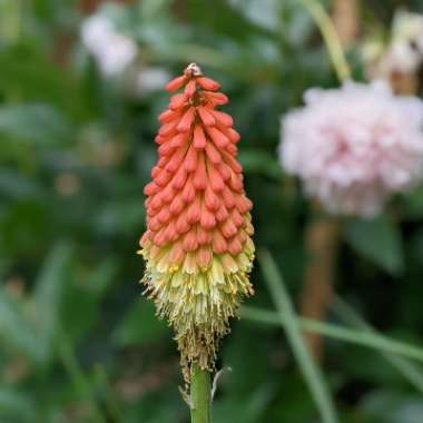 Red Hot Poker