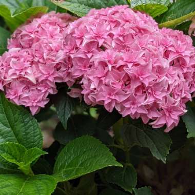 Hydrangea