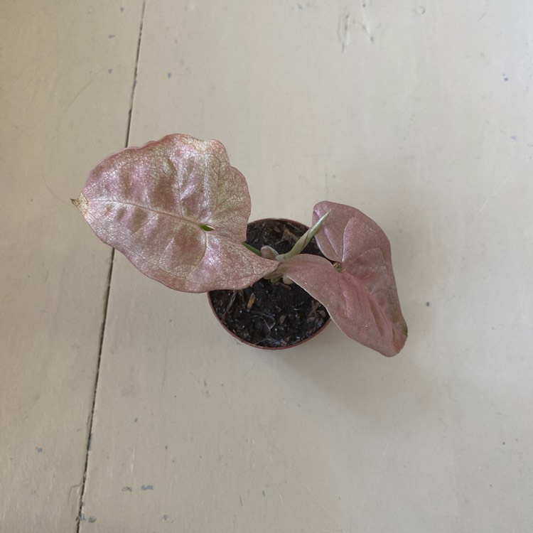 Plant image Syngonium podophyllum 'Neon'