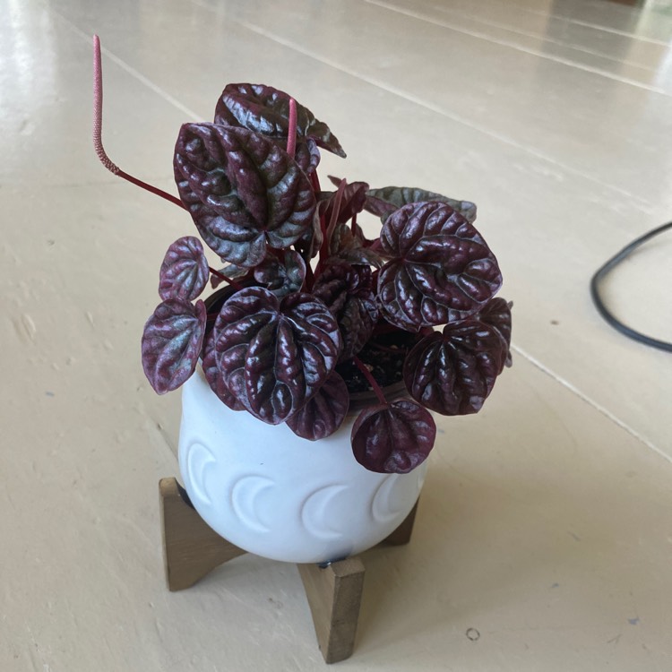 Plant image Peperomia Caperata 'Schumi Red'