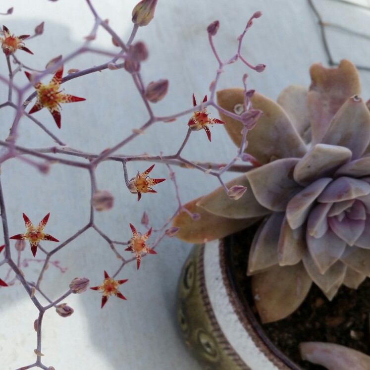 Eric's garden