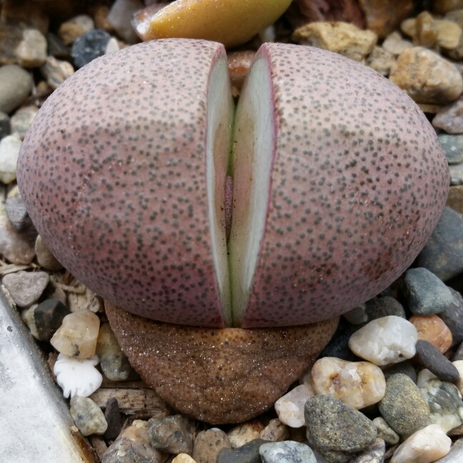 plant image 239865