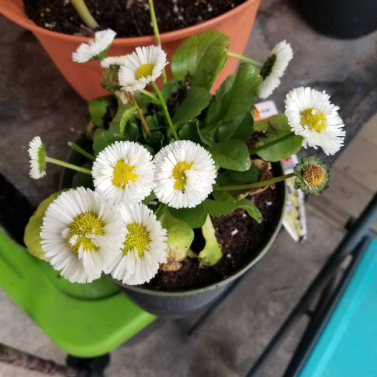 Plant image Bellis perennis Habanera