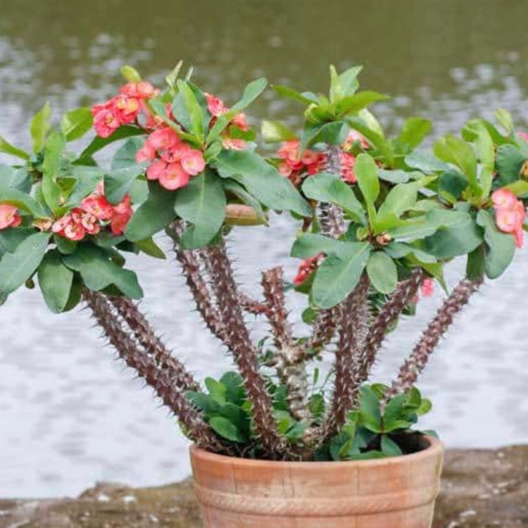 plant image 963612