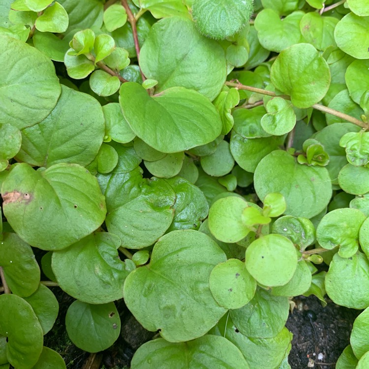 plant image 1632903