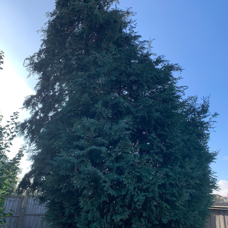 Plant image Abies