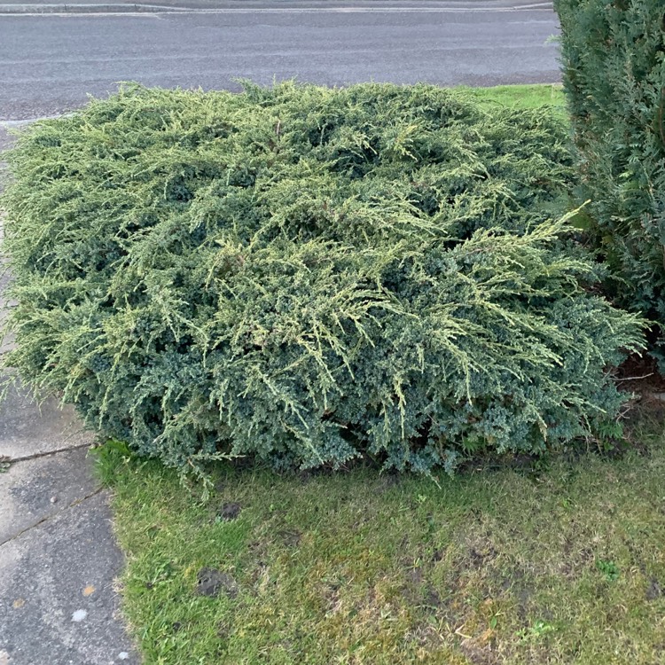 Plant image Juniperus squamata 'Holger'