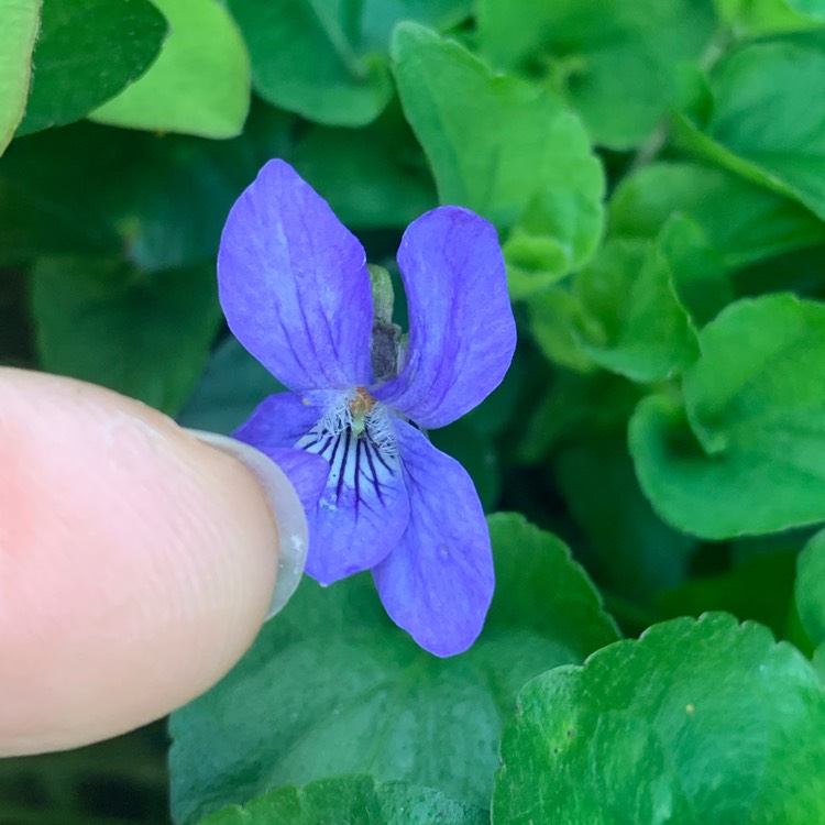 Plant image Viola riviniana 'Purpurea'