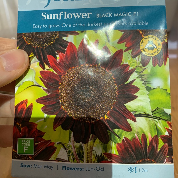 Plant image Helianthus annuus 'Black Magic'