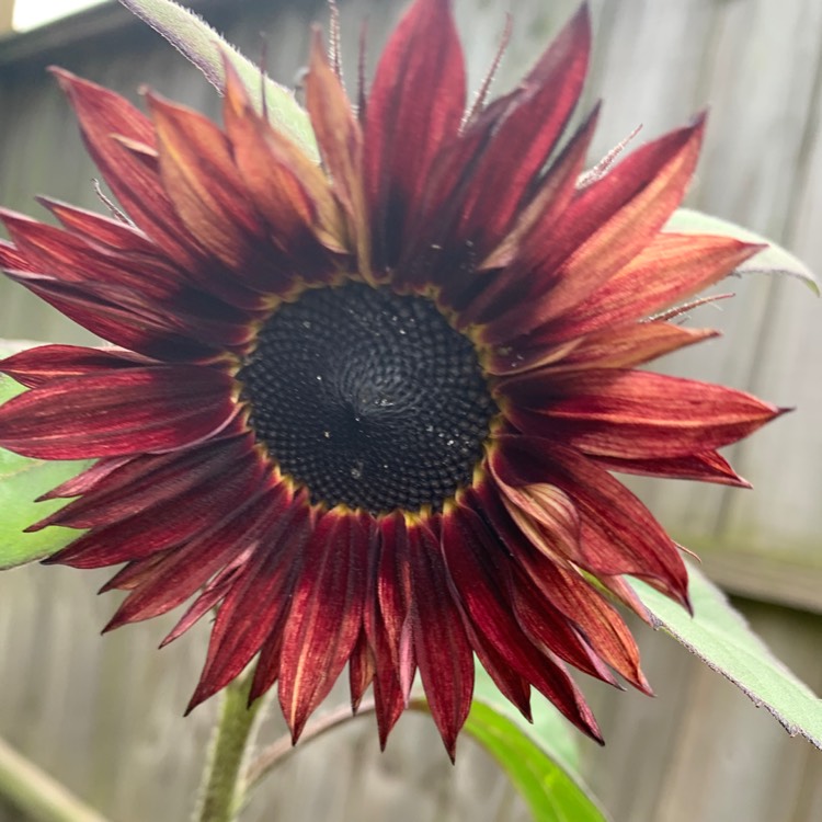 Plant image Helianthus annuus 'Black Magic'