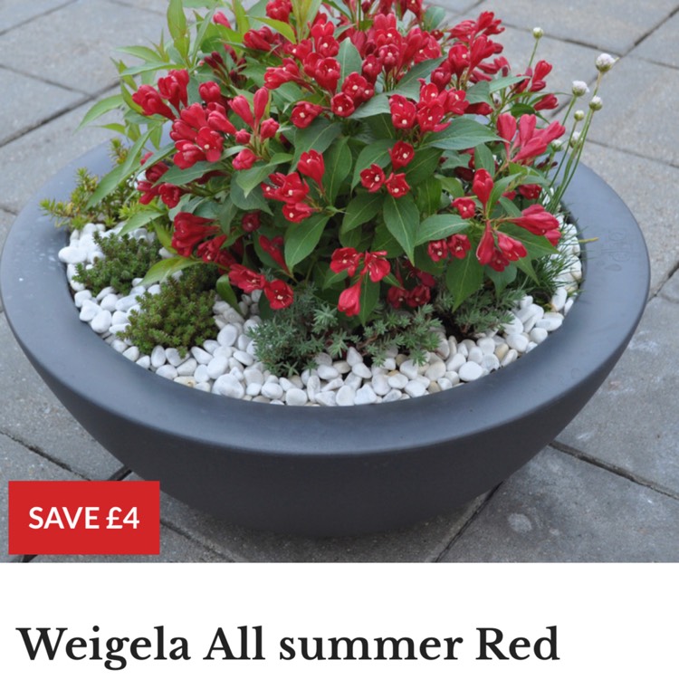 Plant image Weigela 'Slingco 1' syn. Weigela 'All Summer Red'