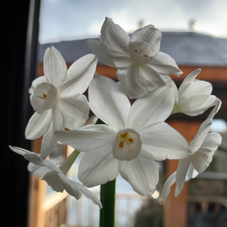 plant image 1694768 plant image 1694768