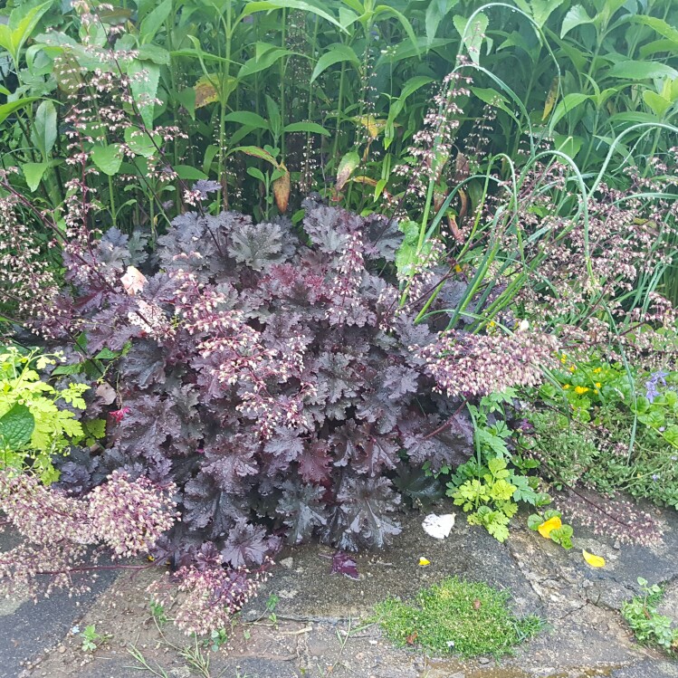 Alumroot 'Palace Purple'