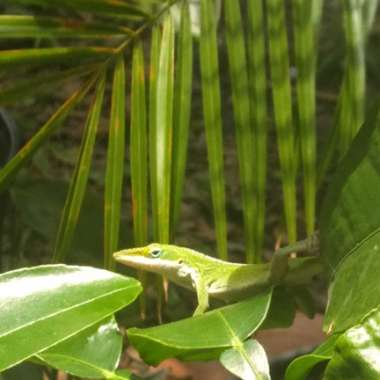 Exotic's garden