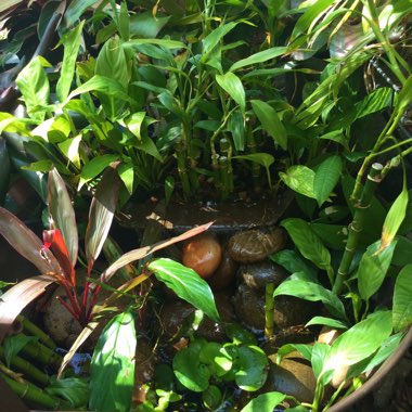 Exotic's garden