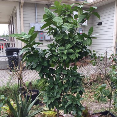 Exotic's garden