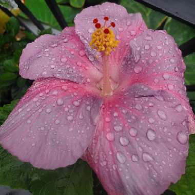 Exotic's garden
