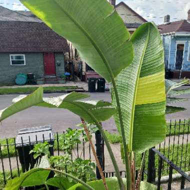 Exotic's garden