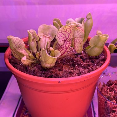 Pitcher Plant 'Carolina Yellow Jacket'