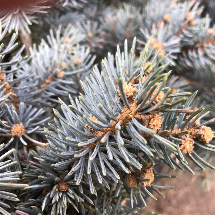 plant image 1277471