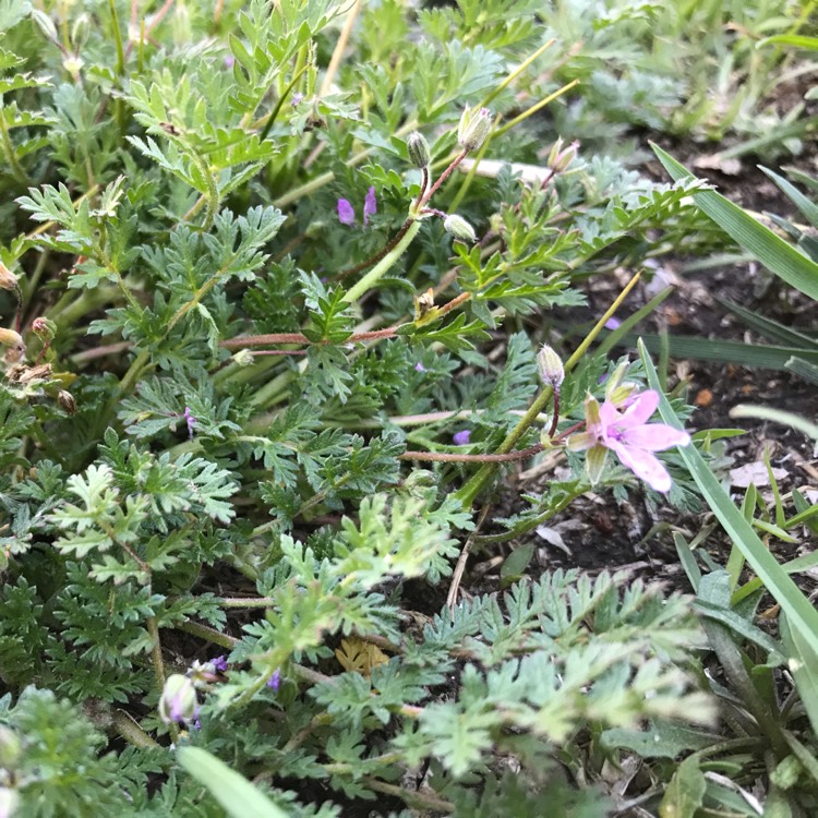 Plant image Erodium cicutarium