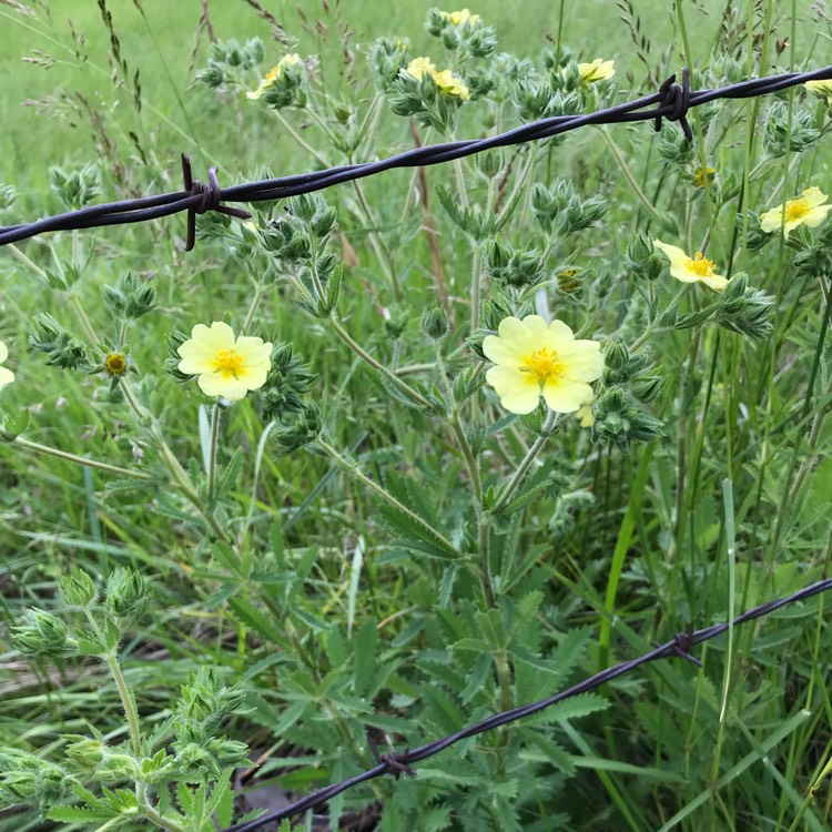plant image 1312836