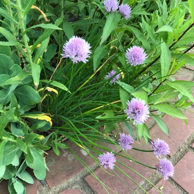 Chives