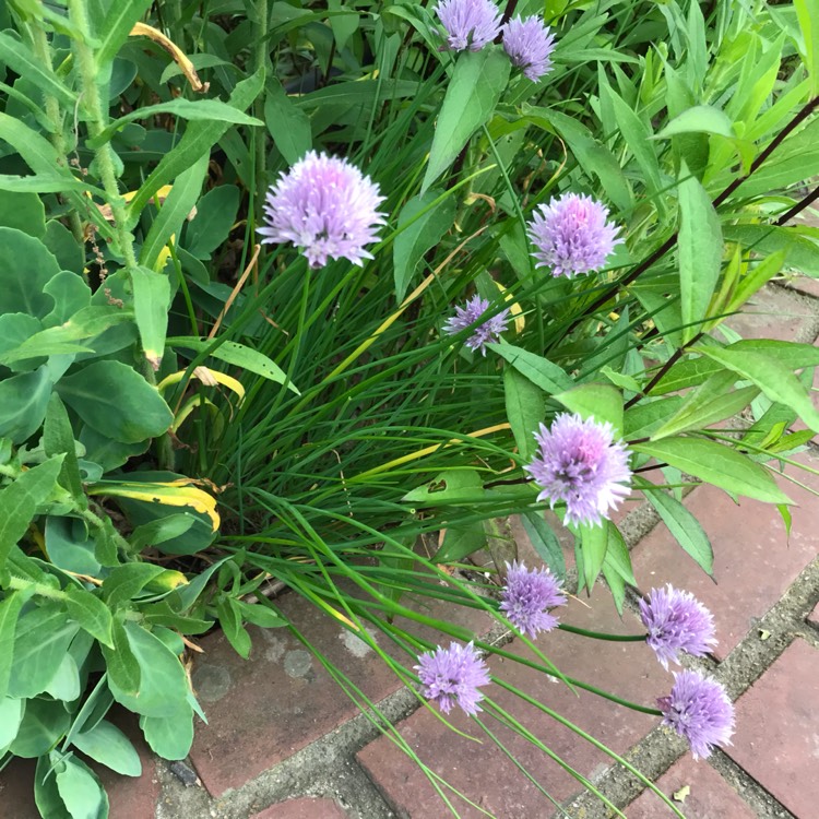plant image 1313153