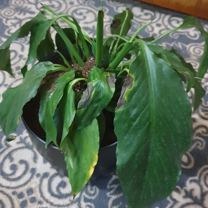 plant image 1399221