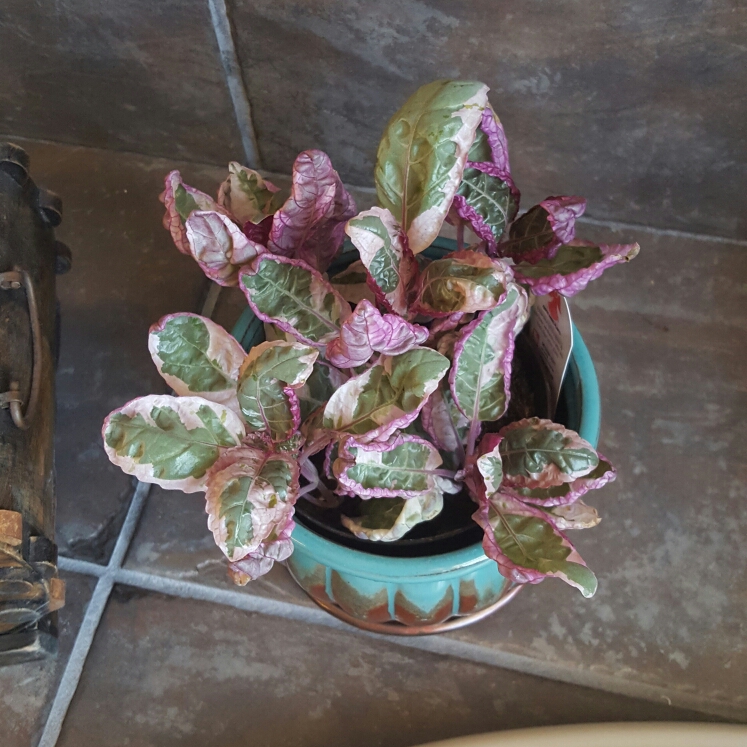 Plant image Hemigraphis alternata 'Snow White'