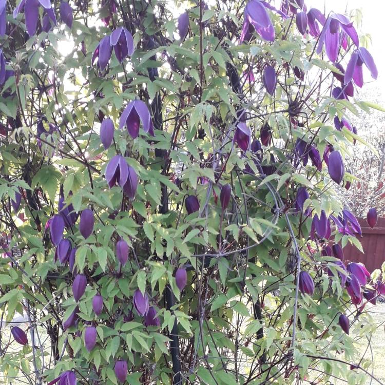 plant image 1013072 plant image 1013072