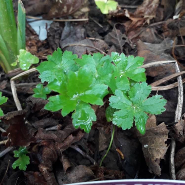 plant image 1013096
