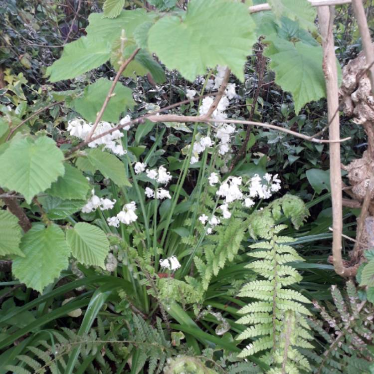 plant image 1013100 plant image 1013100