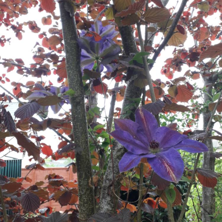 plant image 1022083 plant image 1022083