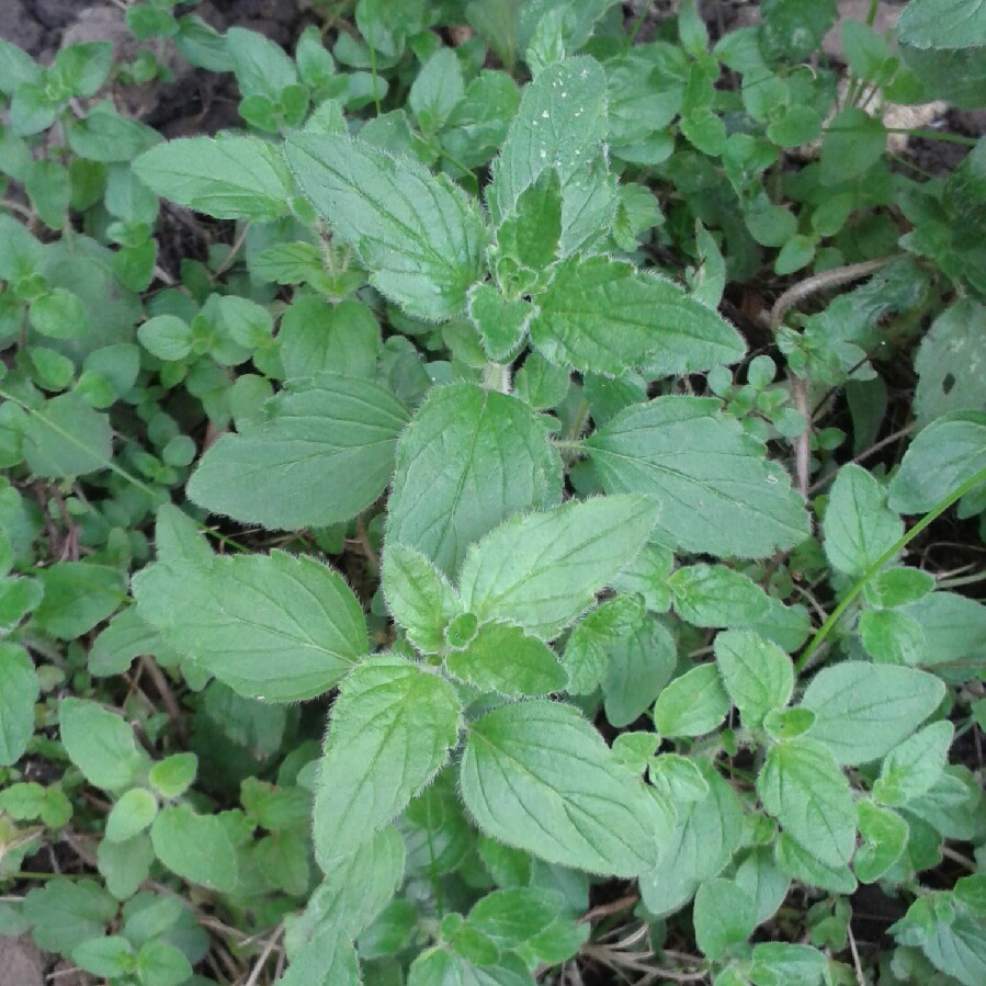Plant image Origanum vulgare 'Compactum'
