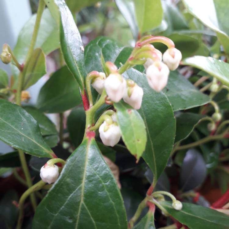 plant image 1097820