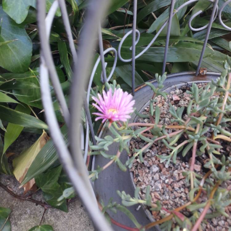 plant image 1102859
