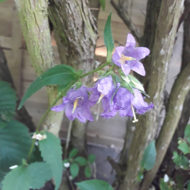 Plant image Campanula trachelium 'Bernice'