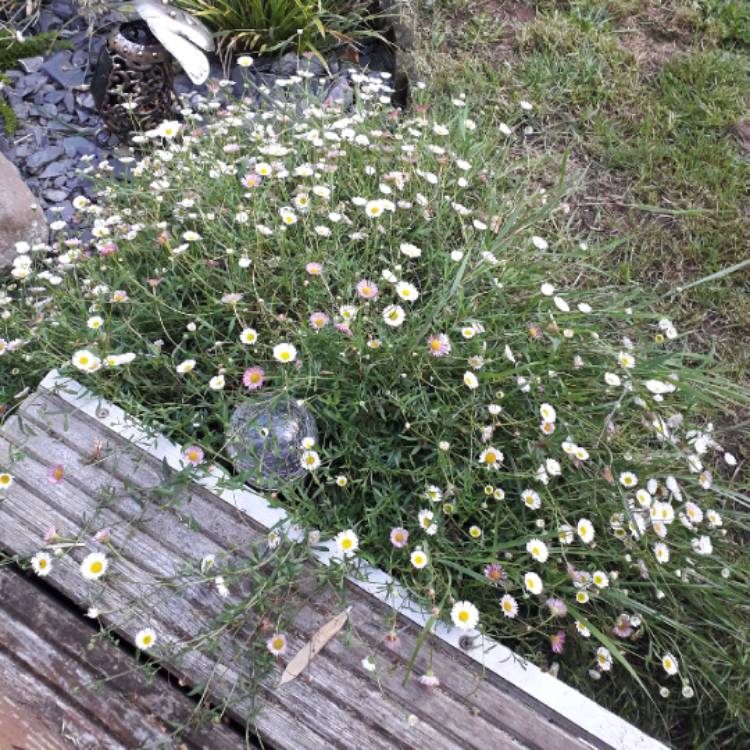 plant image 1150349