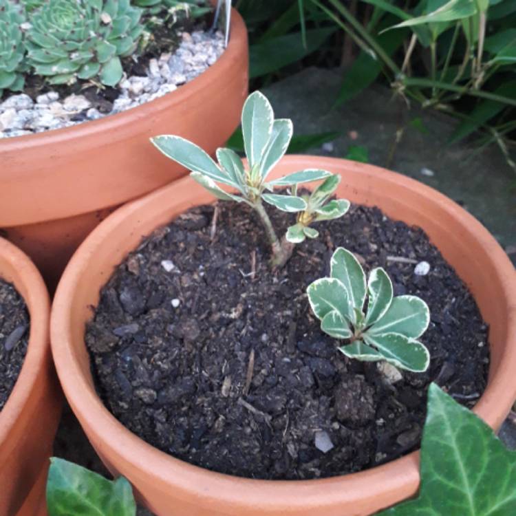 Plant image Pittosporum tobira 'Variegatum'