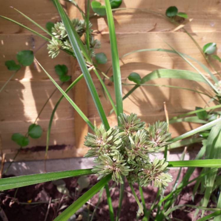 Plant image Cyperus glaber