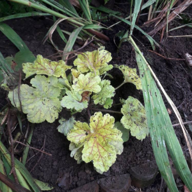 Plant image Heuchera 'Electra'